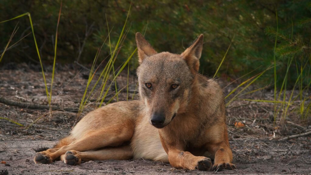 do9Cd0lw In Wolf Country