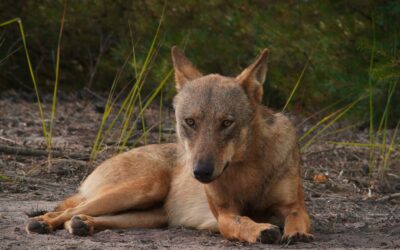 In Wolf Country