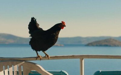 Hen