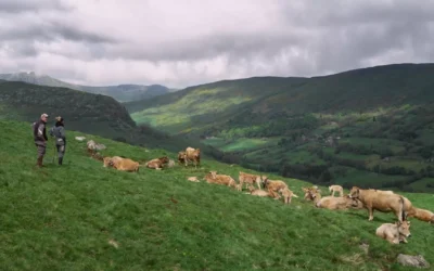 The Echo of the Herd